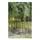 Exotic Plants Chusquea culeou