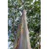 Exoticsamen.com Premium Quality Seeds Regenbogen Eukalyptus