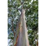 Exoticsamen.com Premium Quality Seeds Regenbogen Eukalyptus