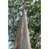 Exoticsamen.com Premium Quality Seeds Regenbogen Eukalyptus