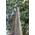 Exoticsamen.com Premium Quality Seeds Regenbogen Eukalyptus