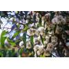 Exoticsamen.com Premium Quality Seeds Zitronen Eukalyptus