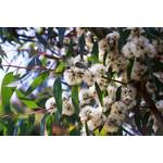 Exoticsamen.com Premium Quality Seeds Zitronen Eukalyptus