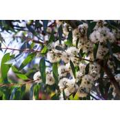 Exoticsamen.com Premium Quality Seeds Zitronen Eukalyptus