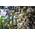 Exoticsamen.com Premium Quality Seeds Zitronen Eukalyptus