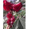 Exoticsamen Hibiskus-Samen