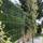 FairyTrees 56721190