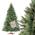 Fairytrees Nordmanntanne Premium