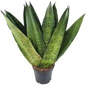 Fangblatt Bogenhanf Sansevieria zeylanica Vergleich