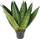 Fangblatt Bogenhanf Sansevieria zeylanica