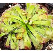 Fangblatt Drosera Aliciae Vergleich