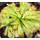 Fangblatt Drosera Aliciae