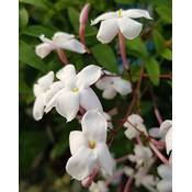 Fangblatt  Jasmin Vergleich