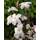 Fangblatt  Jasmin