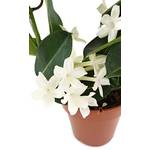 Fangblatt Madagaskar-Jasmin