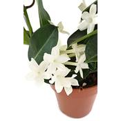 Fangblatt Madagaskar-Jasmin Vergleich