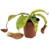Fangblatt Nepenthes 'Gaya'