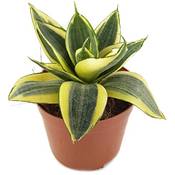 Fangblatt Sansevieria trifasciata Golden Hahnii Vergleich