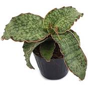 Fangblatt Sansevieria Silver Blue Vergleich