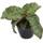 Fangblatt Sansevieria Silver Blue