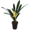 Fangblatt seltene Clivia