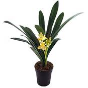 Fangblatt seltene Clivia Vergleich