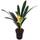 Fangblatt seltene Clivia