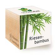 Feel Green Riesenbambus