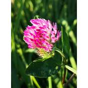 Feldsaaten Freudenberger Rotklee Trifolium Samen