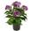 Flair Flower 087515V