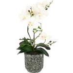 Flair Flower Schmetterling Orchidee
