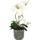 Flair Flower Schmetterling Orchidee