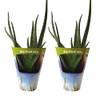 ‎Fleischle Gartenbau GbR 7133
