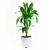 FloraAtHome Drachenbaum