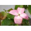 Floranza Cornus kousa chinensis Satomi