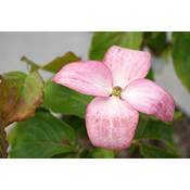 Floranza Cornus kousa chinensis Satomi