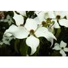 Floranza Cornus kousa chinensis