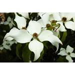 Floranza Cornus kousa chinensis