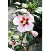 Floranza Hibiskus Hamabo