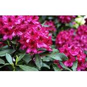 Floranza Rhododendron Nova Zembla