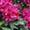 Rhododendron
