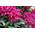 Floranza Rhododendron Nova Zembla