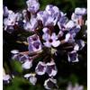 Floranza Schmetterlingsflieder