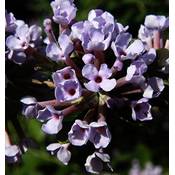 Floranza Schmetterlingsflieder