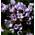Floranza Schmetterlingsflieder