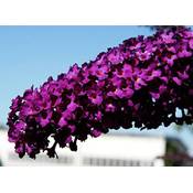 Floranza Sommerflieder