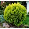 Floranza Thuja occidentalis Danica