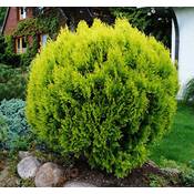 Floranza Thuja occidentalis Danica