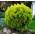Floranza Thuja occidentalis Danica