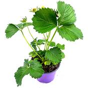 Florapartner Klettererdbeere Elan Vergleich